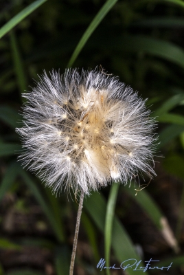 Western Salsify May 2025